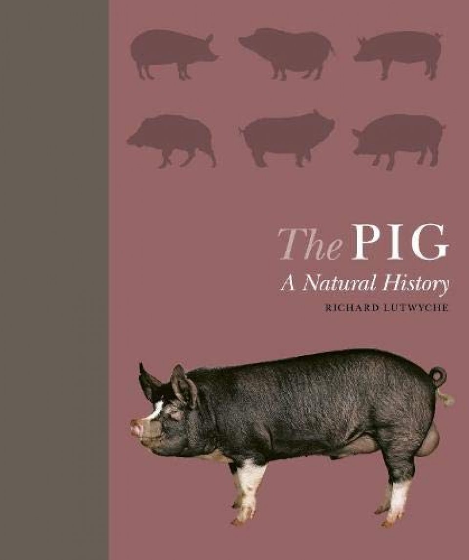pigbook