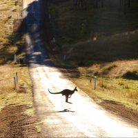 photo-of-a-kangaroo-on-road-2615031